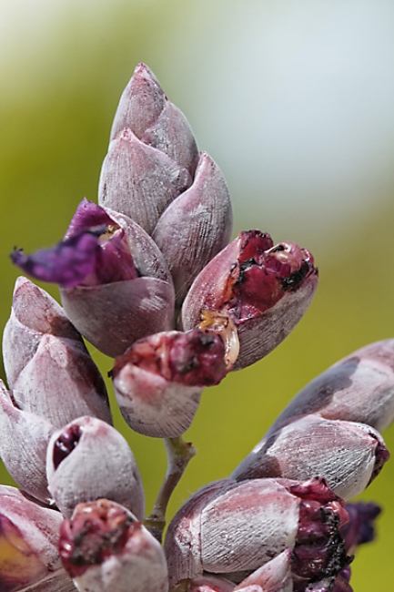 Fleurs Nanthawan Aout 2010-008